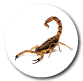 Alacranes