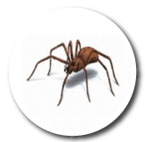 Arañas