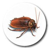Cucarachas
