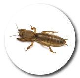 Grillo Topo
