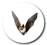 Murciélagos