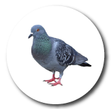 Palomas